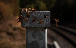 stinging-insect-wasp