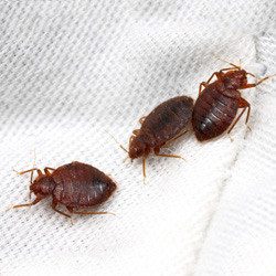 Bed Bug Identification Chart