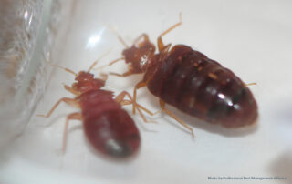 two bed bugs with white background