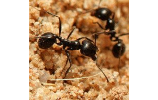 close up photo of two black ants