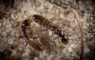 close up of two termites