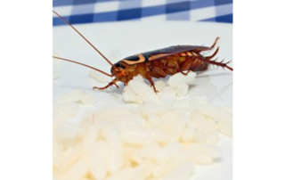 cockroach on a white plate with food