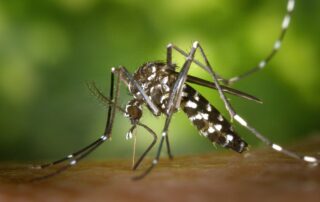 close up photo of mosquito