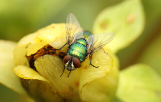 close up image of green fly