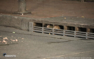 rodents in street sewer