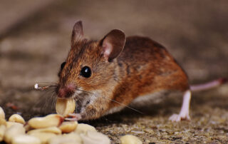 brown rodent eating nuts