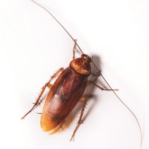 American Cockroach on white background.