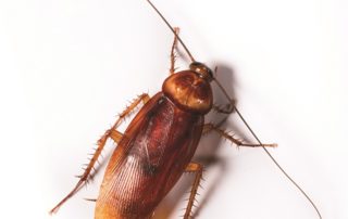 American Cockroach on white background.