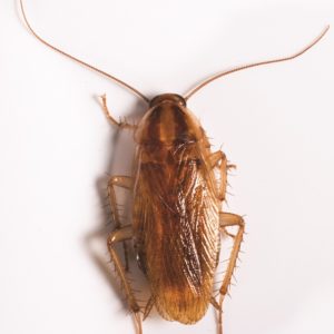 German Cockroach on white background.