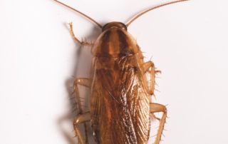German Cockroach on white background.