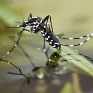 Black and white mosquito.