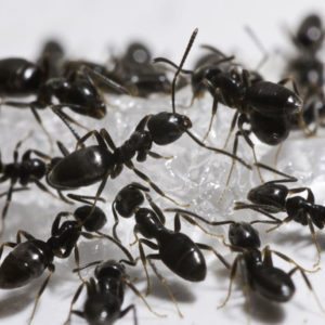 Swarm of black odorous house ants.
