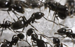 Swarm of black odorous house ants.