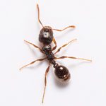 Pavement Ant on white background.