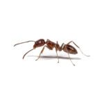 Argentine Ant on white background.