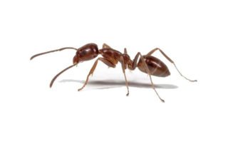 Argentine Ant on white background.