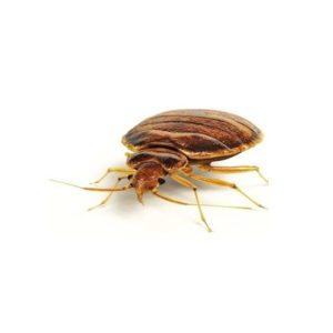 Bed Bug on white background.