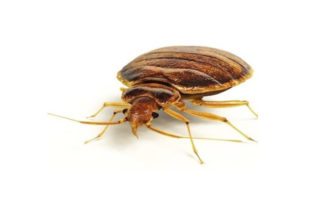 Bed Bug on white background.