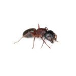 Carpenter Ant on white background.