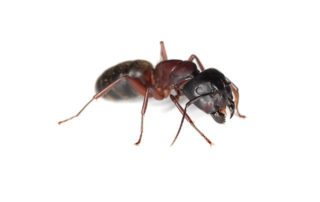 Carpenter Ant on white background.