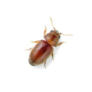 Cigarette Beetle on white background.