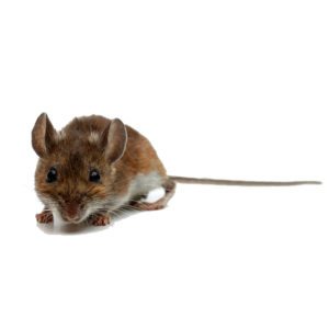 Deer Mouse on white background.