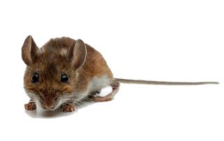 Deer Mouse on white background.