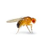 Small fruit fly against white background.