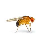 Flies: Biology and Habits
