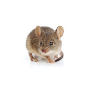 House Mouse on white background.