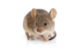 House Mouse on white background.