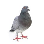Gray pigeon on white background.