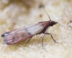 Close up of an Indianmeal Moth.