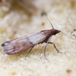 Close up of an Indianmeal Moth.