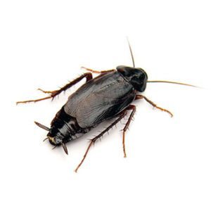 Oriental Cockroach on white background.