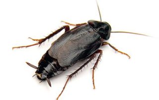 Oriental Cockroach on white background.