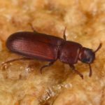 Red Flour Beetle.