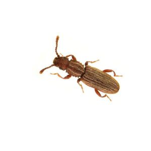 Sawtoothed Grain Beetle on white background.