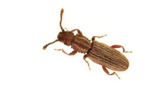 Sawtoothed Grain Beetle on white background.