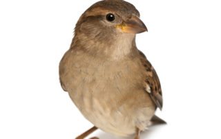 House Sparrow on white background.