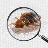 Bed Bug Detection 