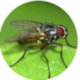 ​Comprehensive Fly Control