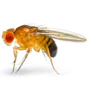 commercial fruit fly control