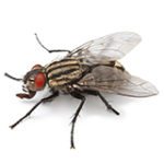House fly on white background.