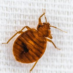 Bed Bug Management