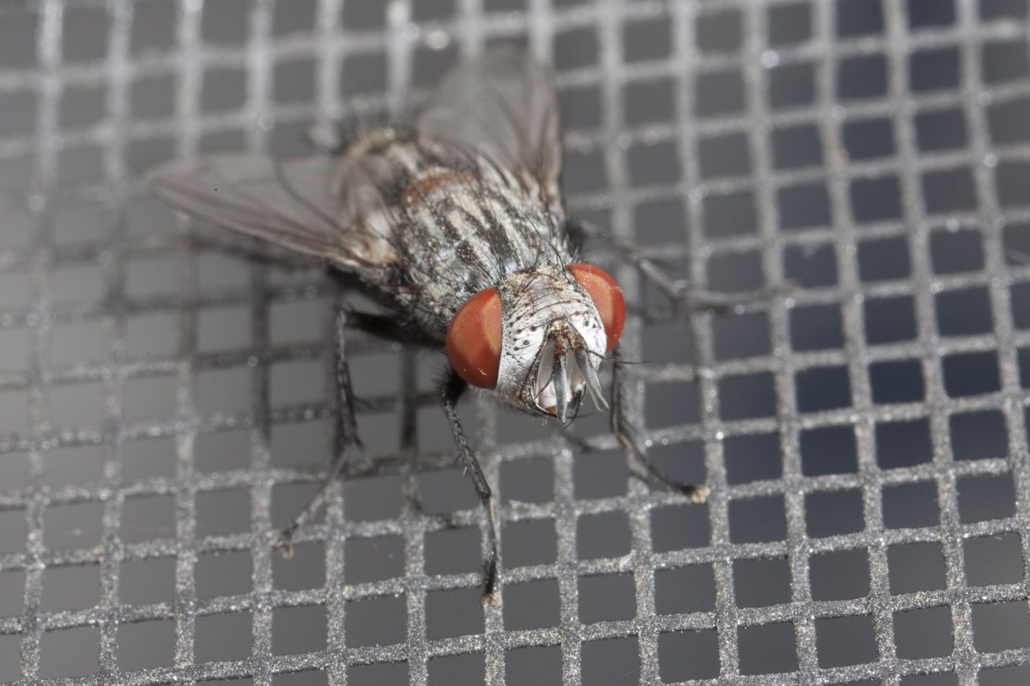 Maggots And Flies Connecting The Dots Copesan Blog