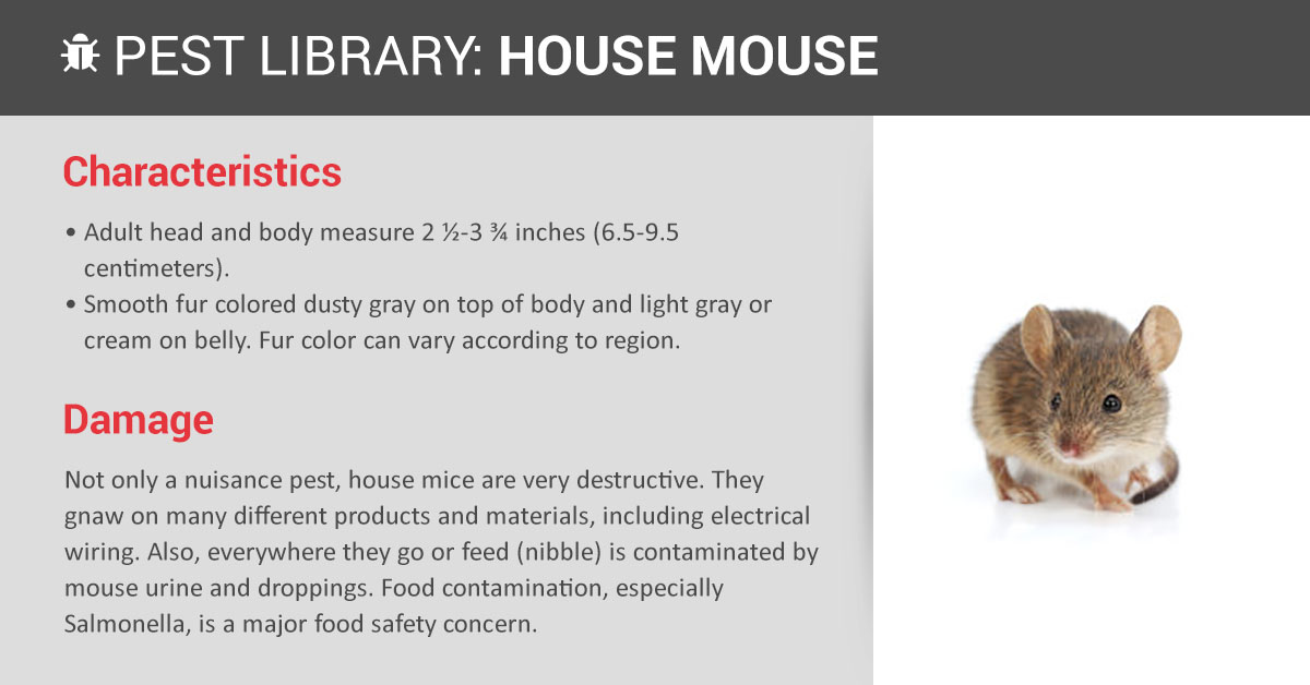 12 Common Questions and Answers About Mice in the House