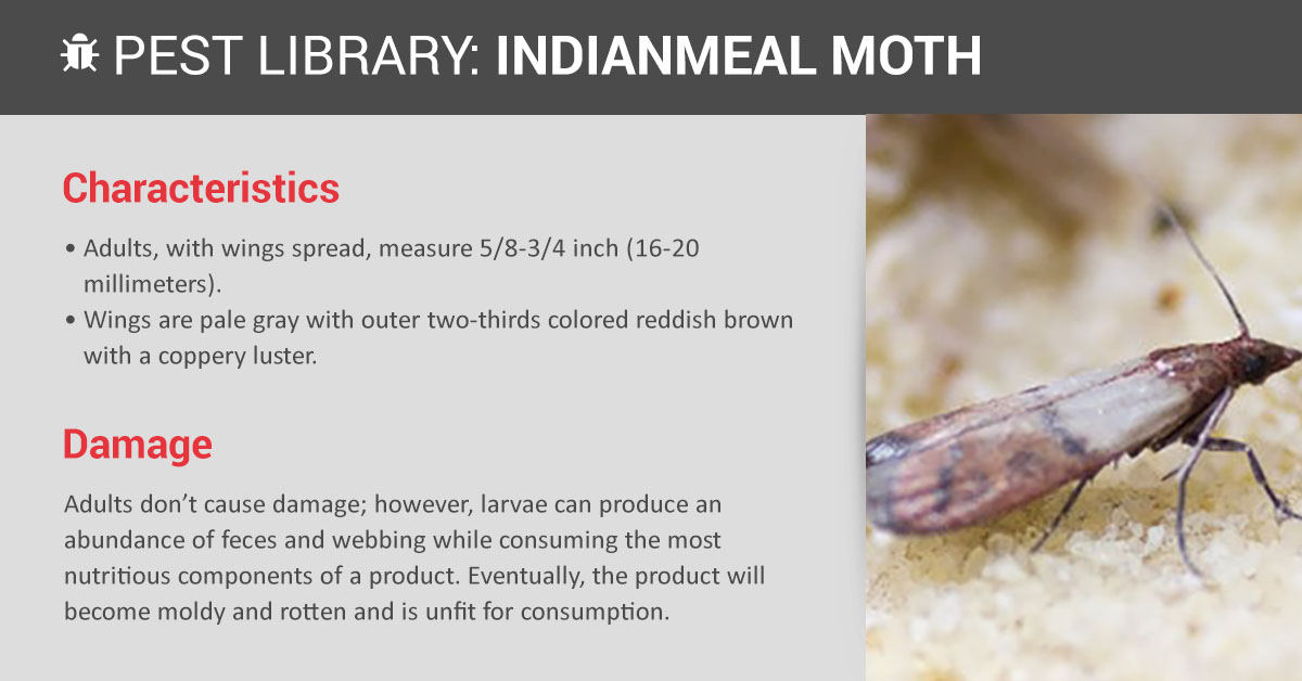 Indianmeal Moth Control & ID | Copesan Pest Library