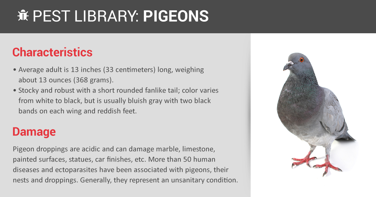 What Do Pigeons Represent: Symbolism and Spiritual Meaning