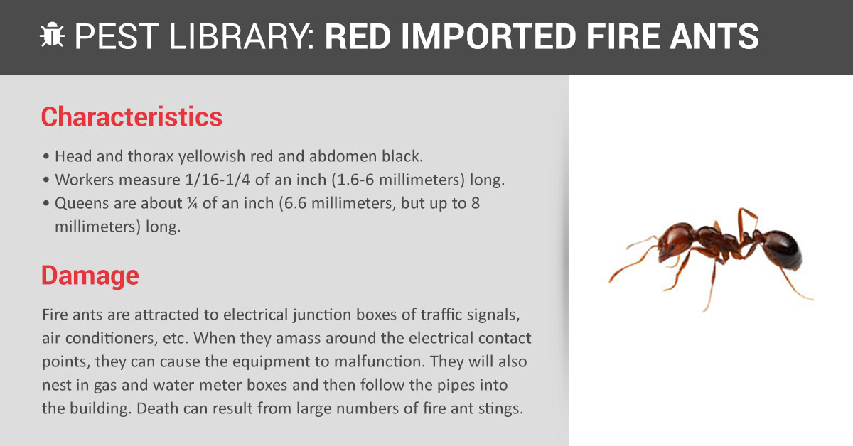 Fire Ant Pest Control Cost Pest Control